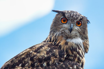 Image showing Eurasian eagle-owl (Bubo bubo)