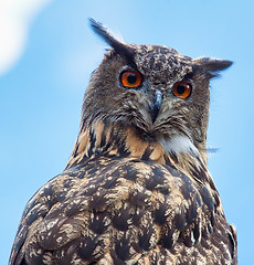 Image showing Eurasian eagle-owl (Bubo bubo)