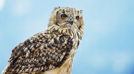 Image showing Eurasian eagle-owl (Bubo bubo)