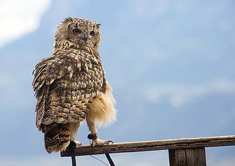 Image showing Eurasian eagle-owl (Bubo bubo)