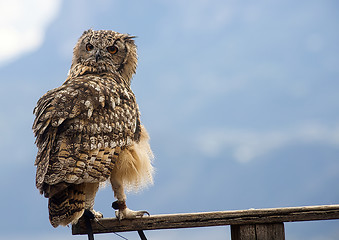 Image showing Eurasian eagle-owl (Bubo bubo)