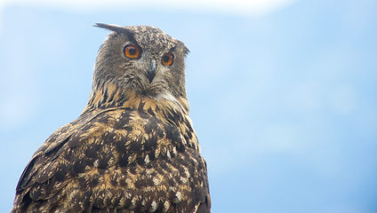 Image showing Eurasian eagle-owl (Bubo bubo)