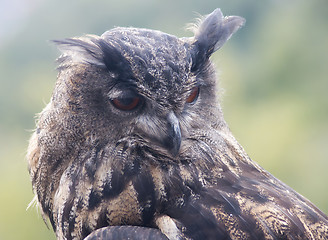 Image showing Eurasian eagle-owl (Bubo bubo)