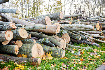 Image showing trunks of felled trees or logs outdoors in autumn