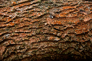 Image showing close up of tree trunk bark texture