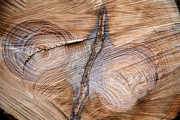 Image showing close up of cross-section of felled tree