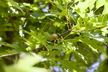 Image showing green oak foliage