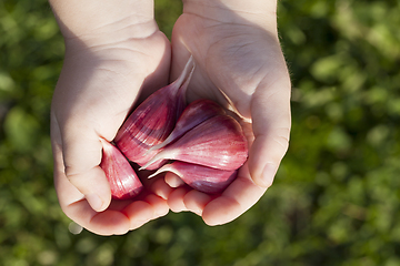 Image showing peeled red garlic