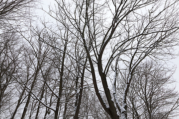 Image showing bare deciduous trees