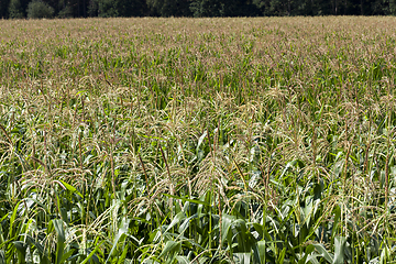 Image showing green corn plants