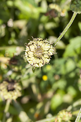 Image showing faded flowers of marigold