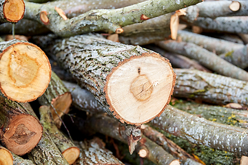 Image showing trunks of felled trees or logs outdoors in autumn