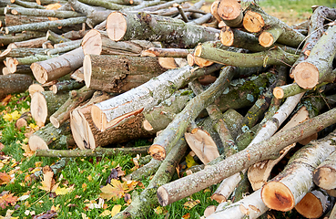 Image showing trunks of felled trees or logs outdoors in autumn