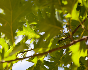 Image showing green oak foliage