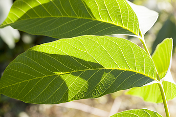 Image showing new walnut leaves