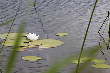 Image showing beautiful white flowers