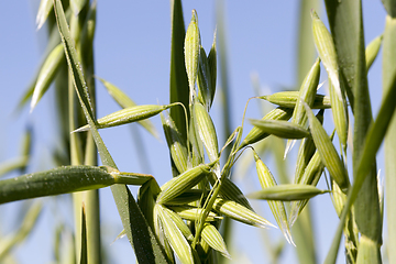 Image showing beautiful young ear of oat