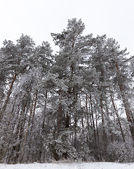 Image showing winter forest