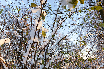 Image showing Forest in winter