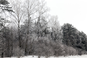 Image showing winter forest