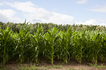 Image showing field with green corn
