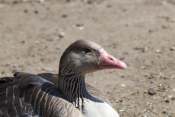 Image showing sitting duck