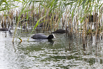 Image showing duck and ducklings