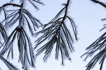 Image showing needles of pine