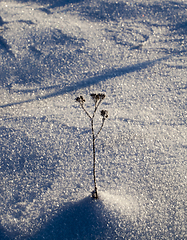 Image showing plant in a frost
