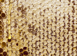 Image showing closed honeycombs