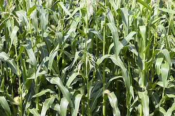 Image showing green corn plants