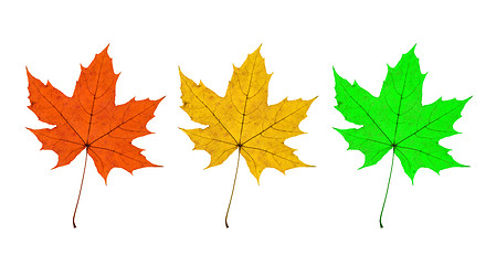 Image showing Maple Leaves Trio