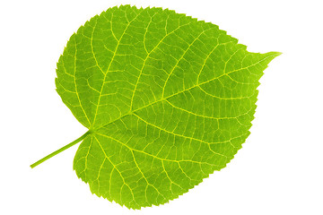 Image showing Lime Tree Leaf
