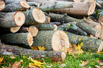 Image showing trunks of felled trees or logs outdoors in autumn