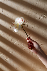 Image showing hand holding white flower over beige background