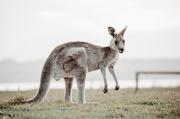 Image showing Australian kangaroo on a grassy reserve