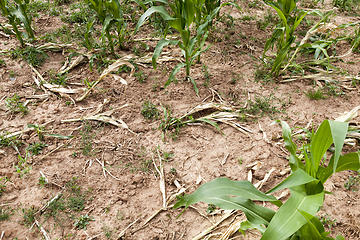 Image showing green maize