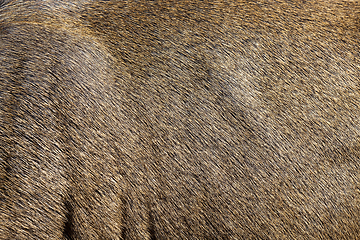 Image showing brown deer skin