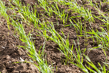 Image showing spring wheat