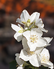 Image showing beautiful and fragrant jasmine flowers