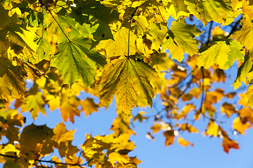 Image showing colorful maple leaves