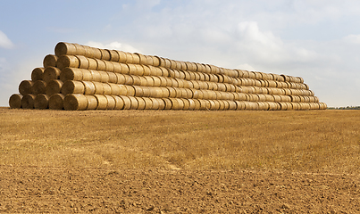 Image showing cylindrical rolls of straw