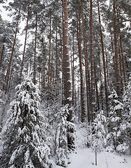 Image showing Trees under the snow