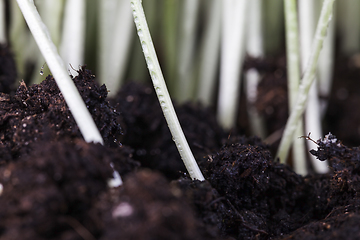 Image showing wheat sprouted