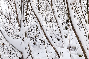 Image showing trees covered with snow