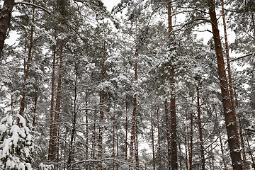 Image showing Pines in the forest