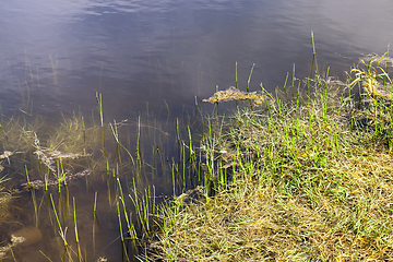 Image showing green thin grass