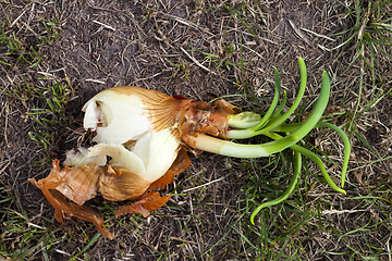 Image showing Sprouted orange onion