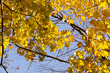 Image showing autumn foliage