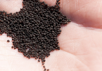 Image showing black ripe dry poppy seeds